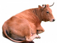 cow_